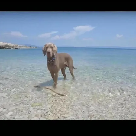 On With Pool And Jacuzzi Murter